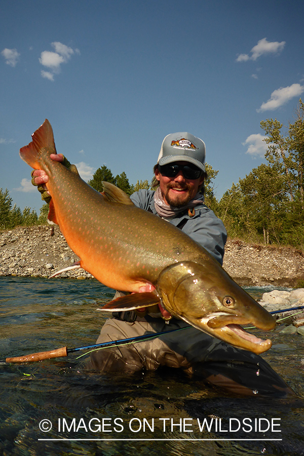 Flyfisherman releasing bull trout.