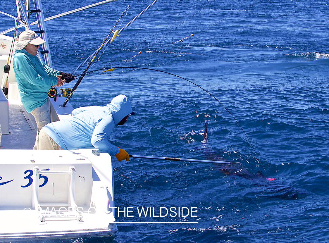 Fishermen landing Sailfish.