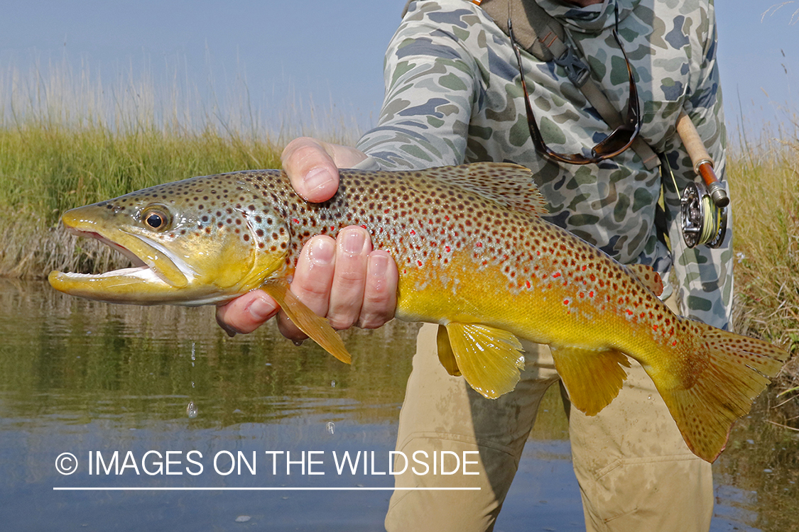 Flyfisherman releasing brown trout.