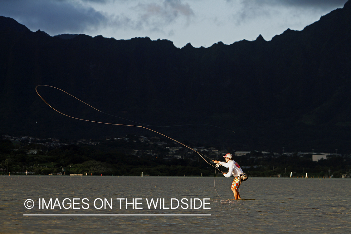 Saltwater flyfisherman fishing on flats, in Hawaii. 