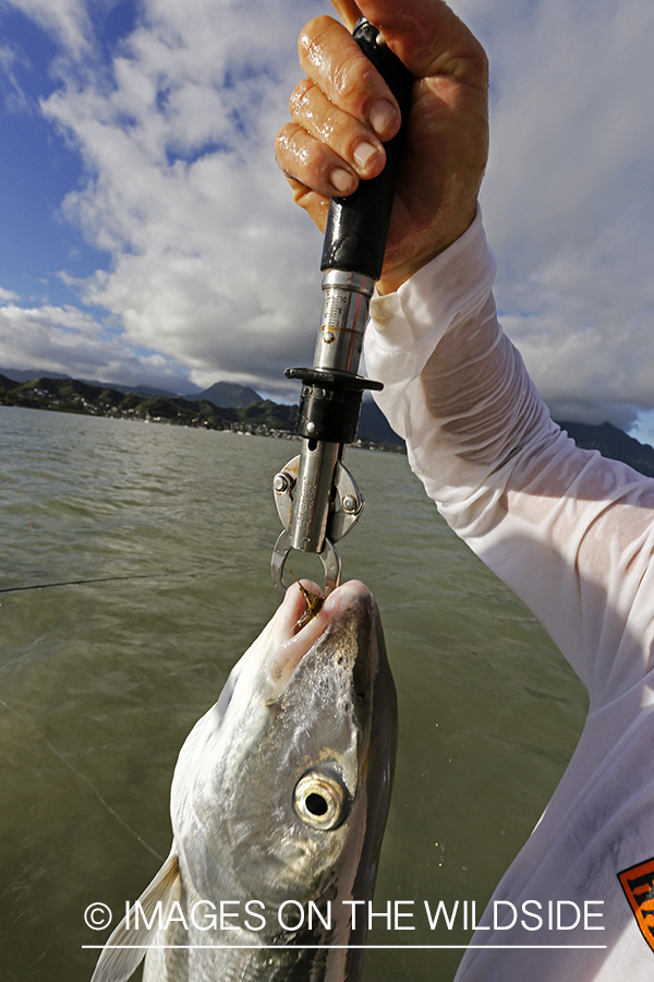 Saltwater flyfishermen weighing 12 lb plus bonefish.