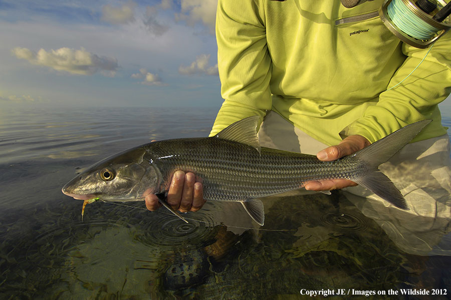 Flyfisherman releasing bone fish.