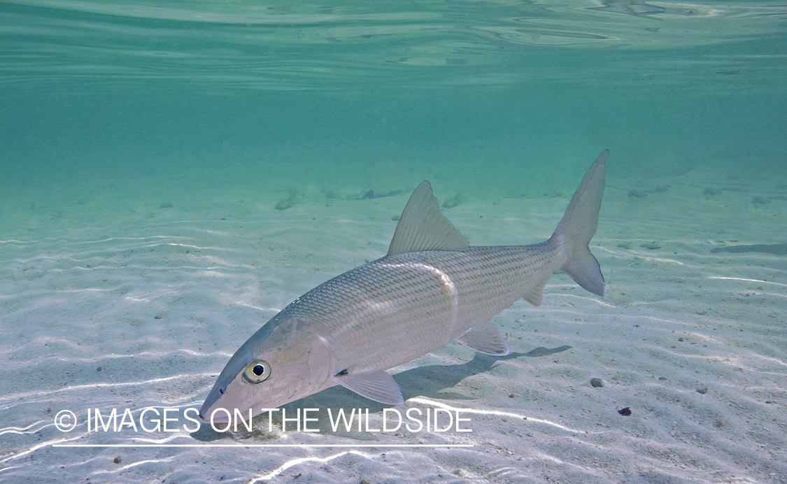 Bonefish in habitat.