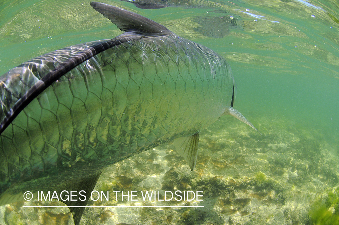 Tarpon being released in Florida Keys.