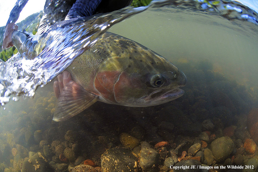 Flyfisher with steelhead catch.