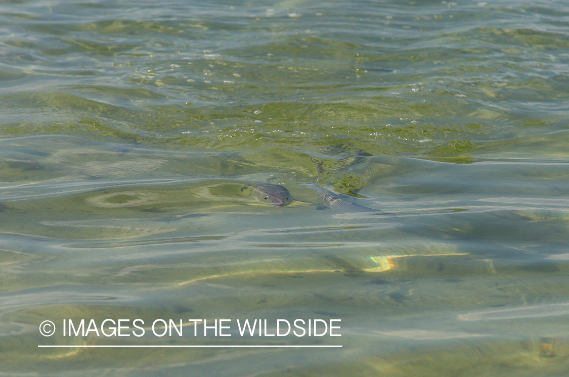 Bonefish in water.