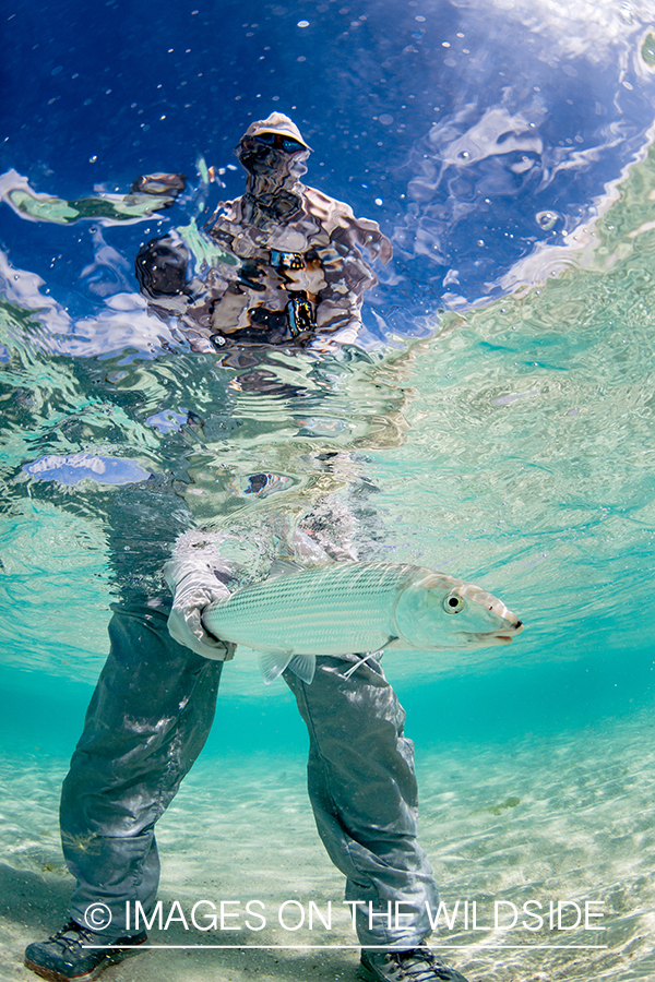 Flyfisherman releasing bonefish.