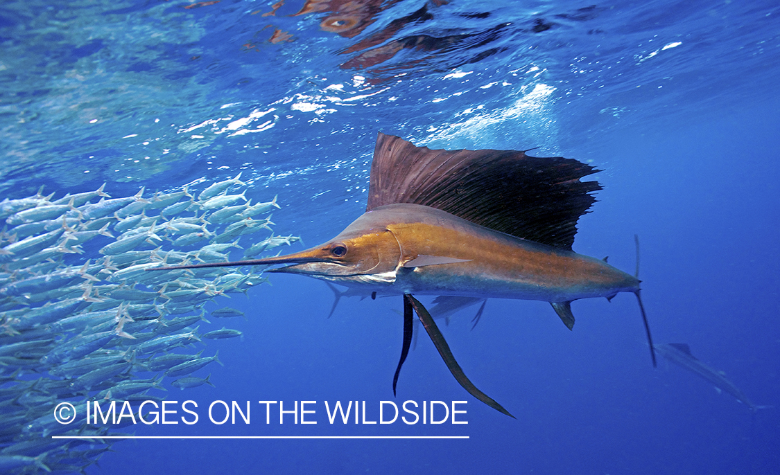 Sailfish hunting bait fish in open ocean.