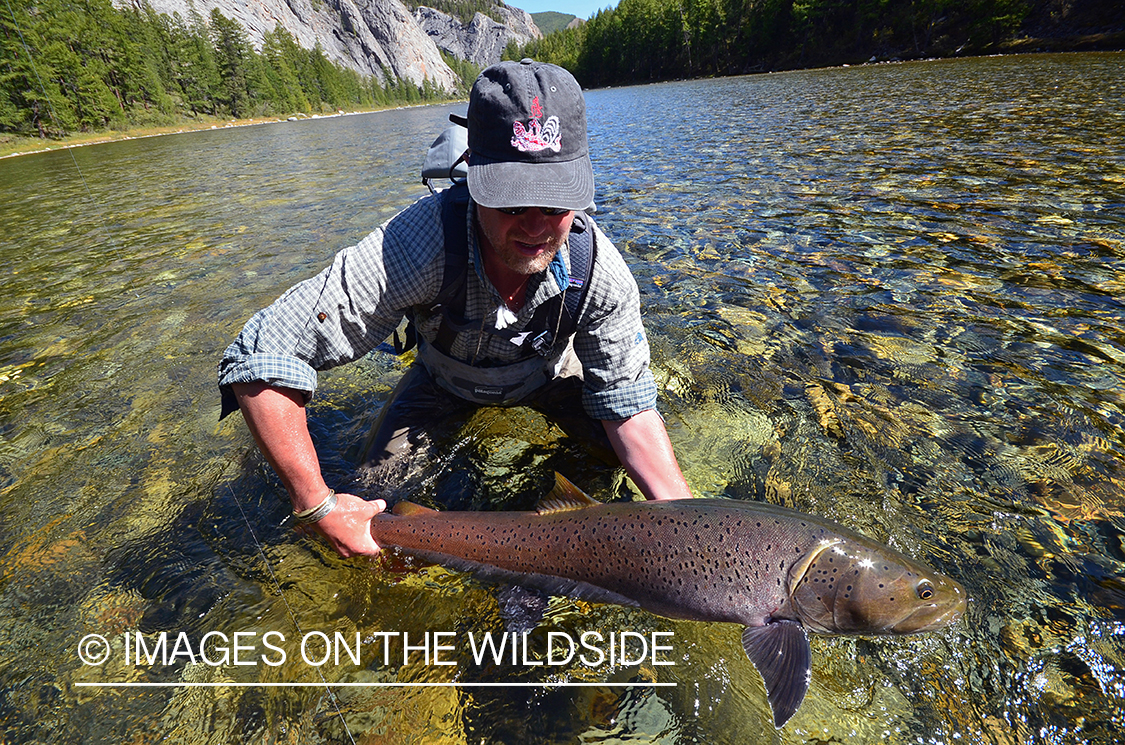 Fly fisherman releasing Taimen.