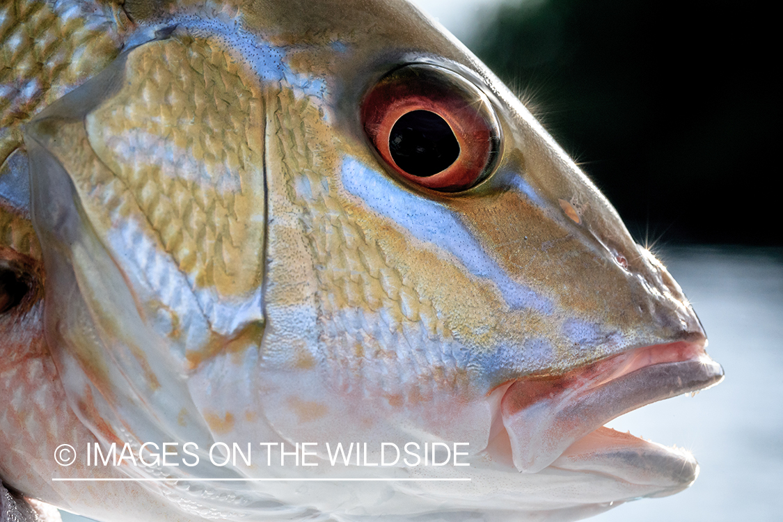 Saltwater fish in Belize.