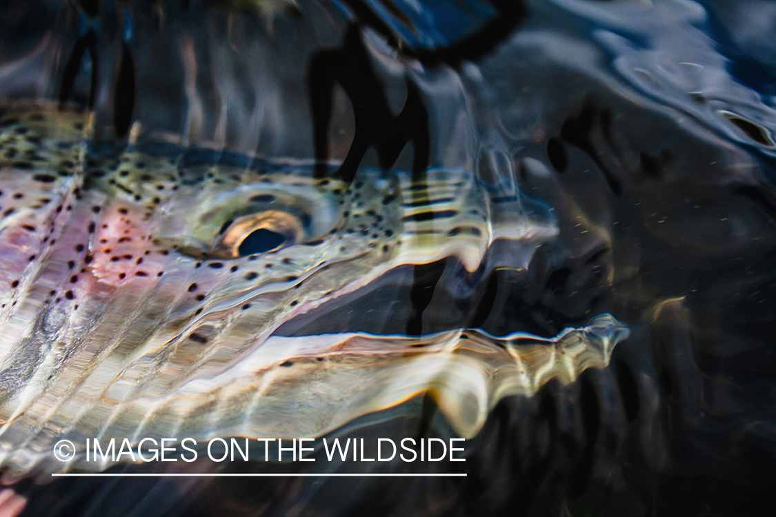 Rainbow trout close-up.