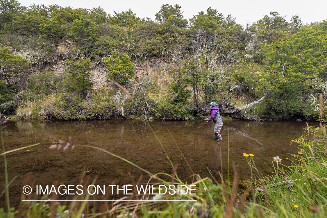 Woman fly fishing guide(Marcela Appelhanz) on stream.