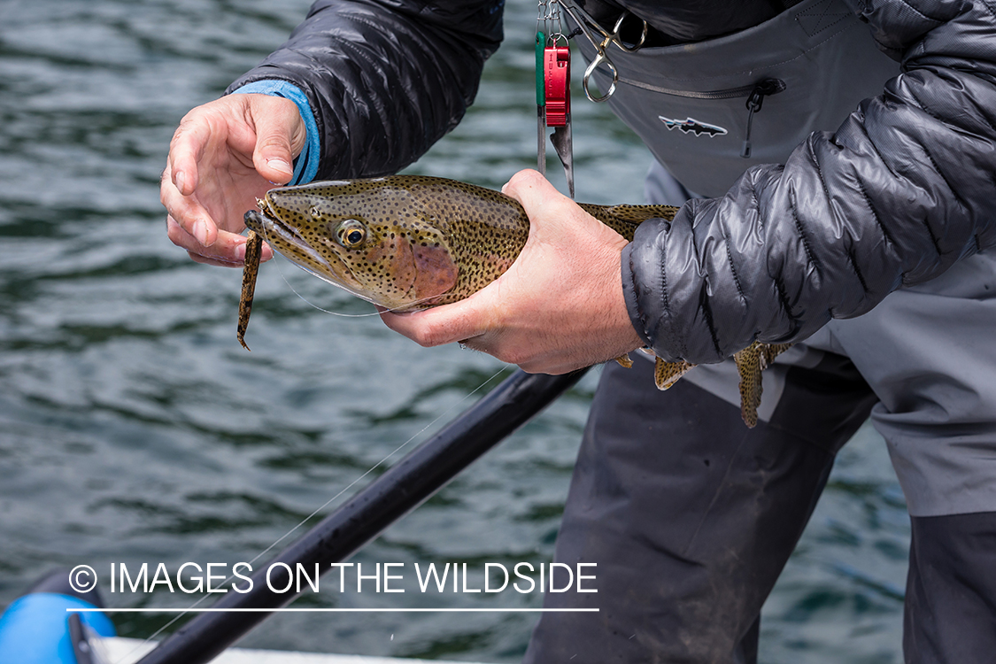 Flyfisherman with brown trout.