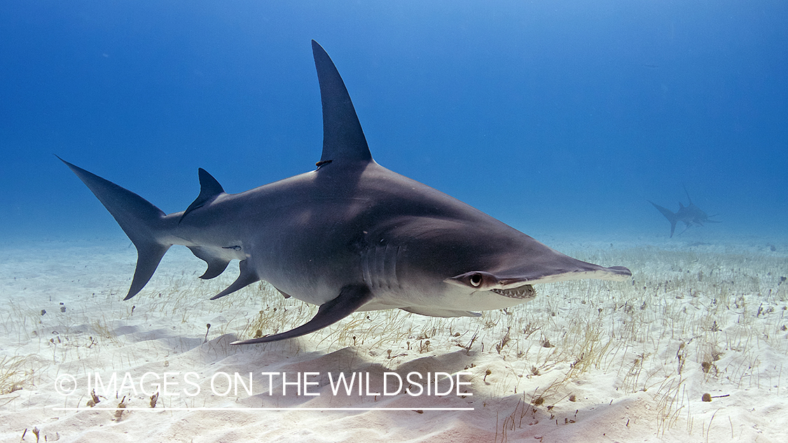 Hammerhead shark in habitat.