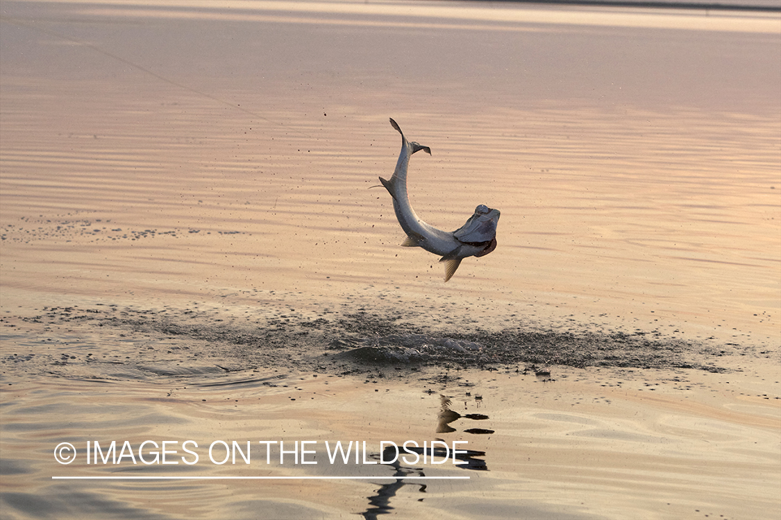 Jumping Tarpon on line. 