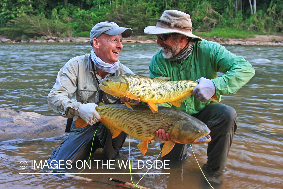 Fly Fishermen with Golden Dorados.