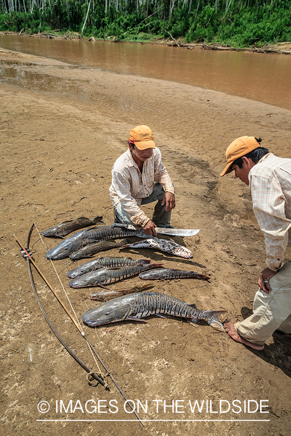 Flyfishing for Golden Dorado in Bolivia. (bow fishing)