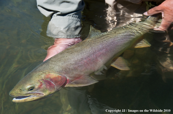 Cutthroat Trout in habitat. 