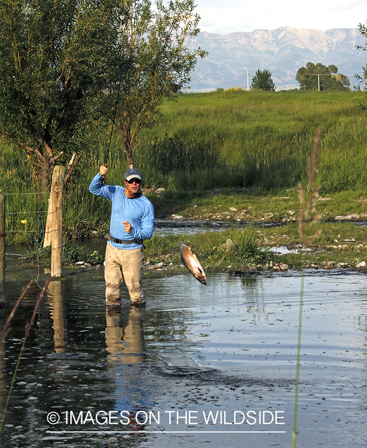 Fisherman fighting jumping rainbow trout.