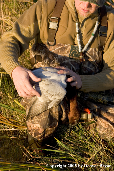 Duck hunter and Labrador Retriever at edge of marsh with bagged canvasback drake.