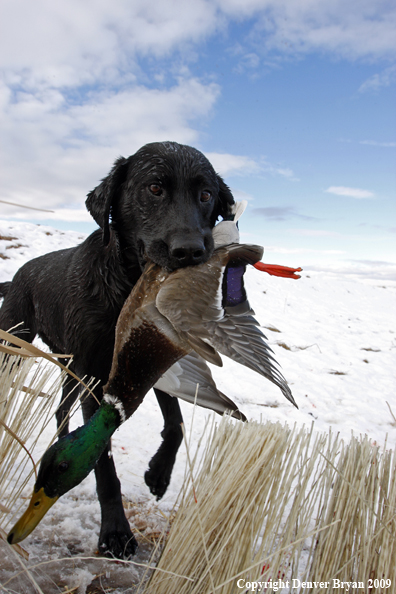 Water fowl hunting.