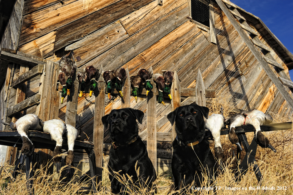 Labrador Retrievers with bagged hunt. 