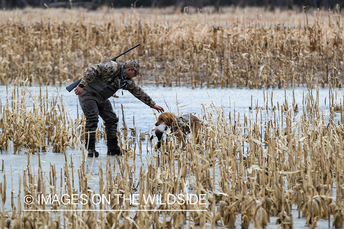 Yellow Lab retrieving bagged duck.