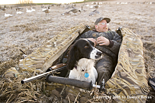 Goose hunter sitting in blind with Springer Spaniel