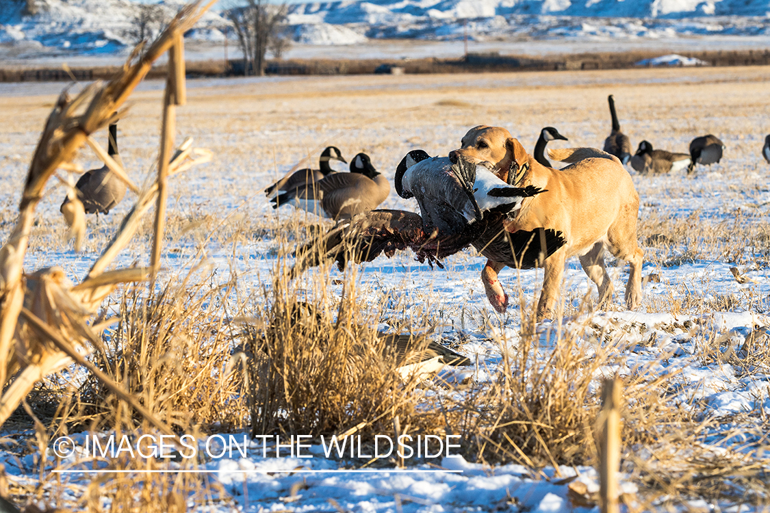 Lab retrieving Canada goose.