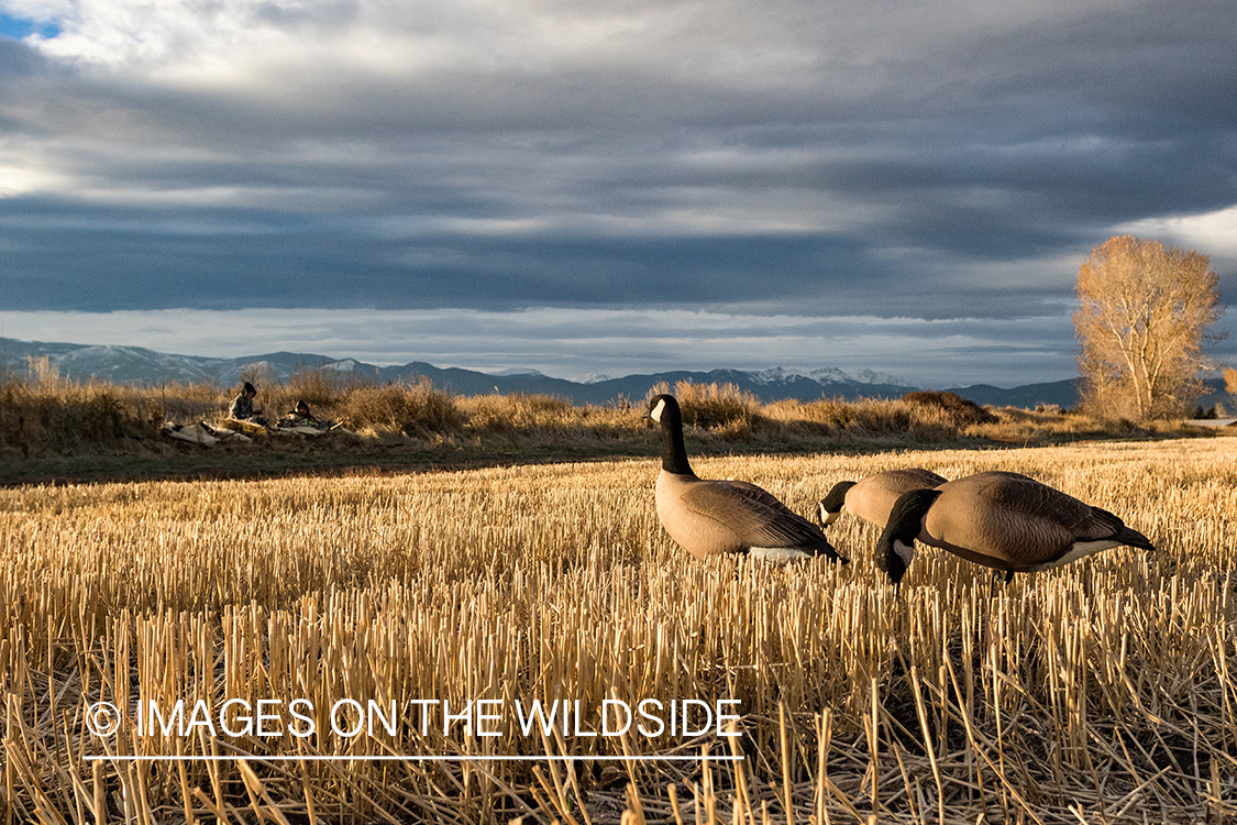 Goose hunters in blind.