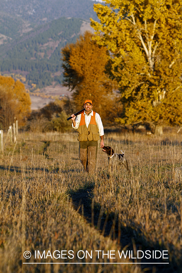 Upland game bird hunter in field with Griffon Pointer.