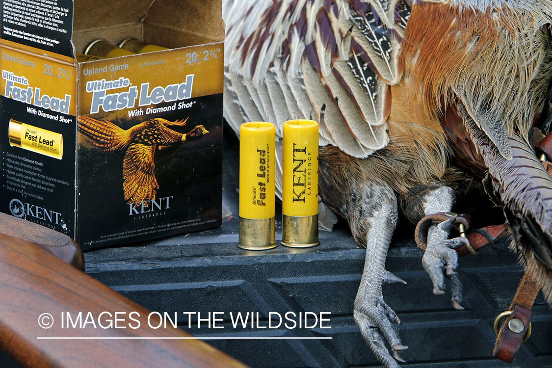 Bagged pheasant in back of pick-up.