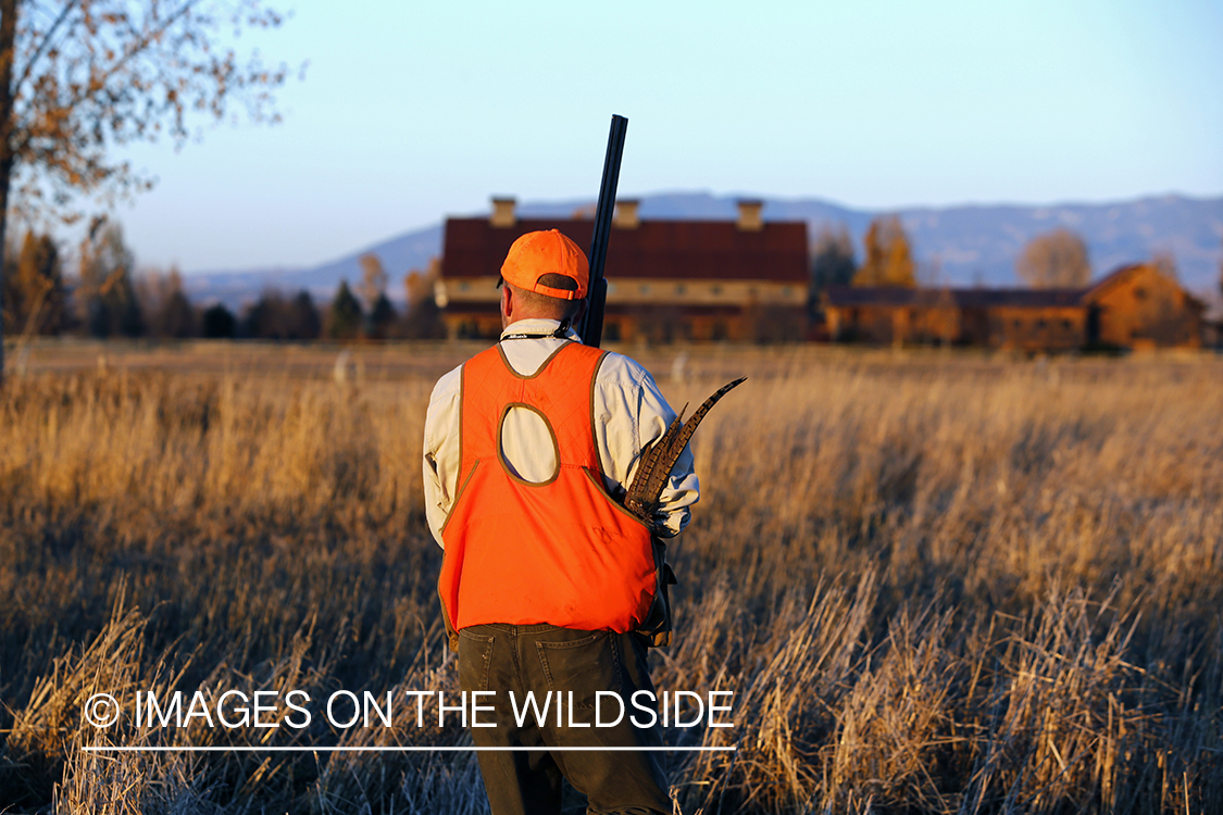 Pheasant hunter in field.