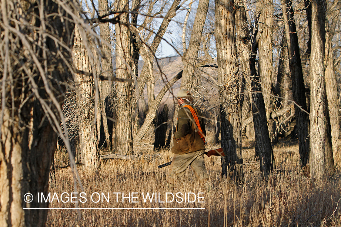 Pheasant hunter in field.