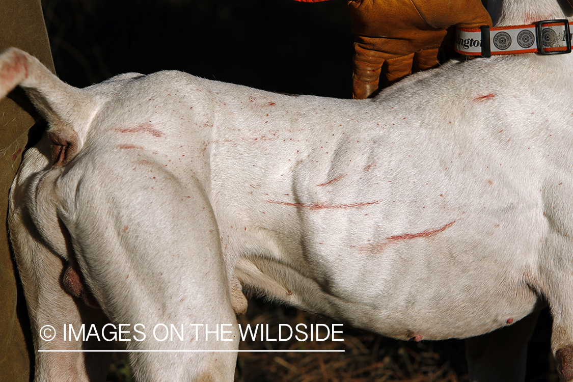 Little bit of blood on side of english pointer from quail hunt.