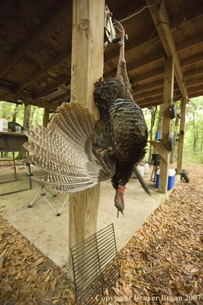 Turkey hanging at camp