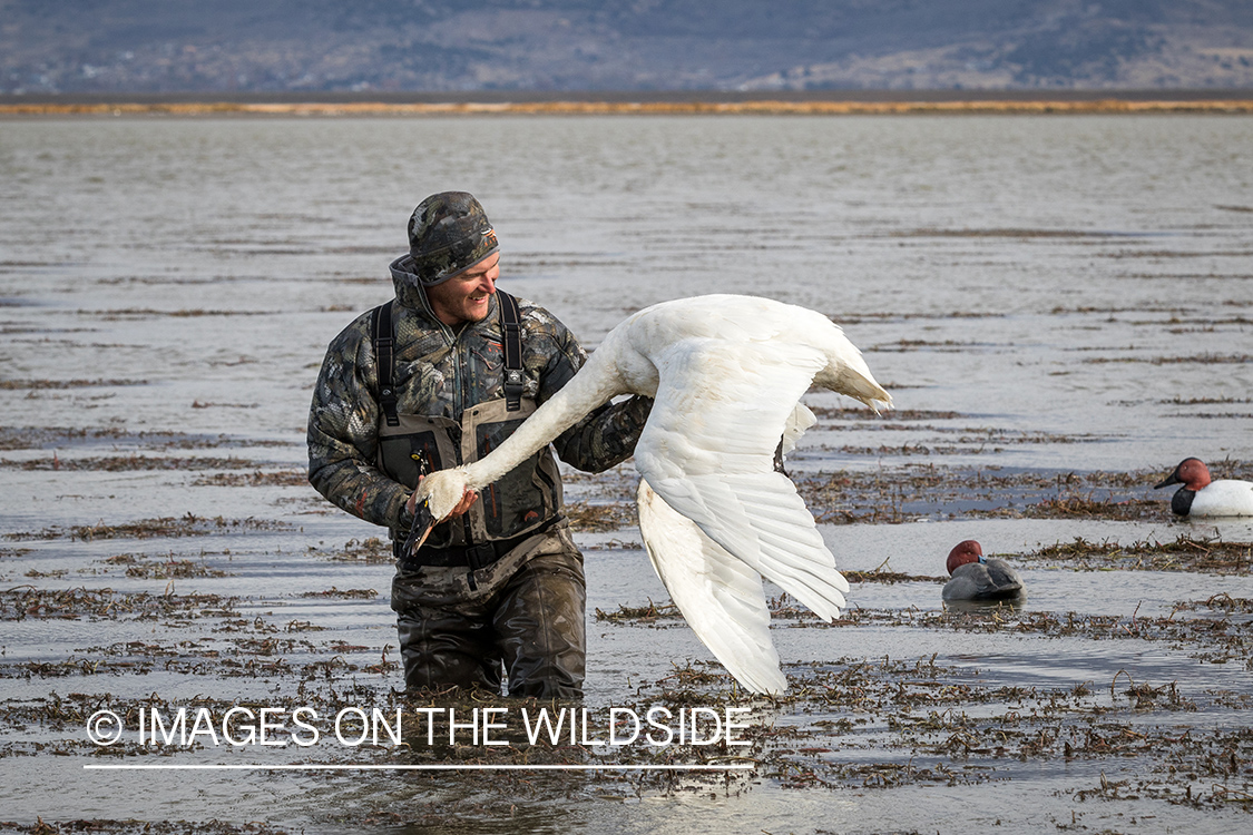 Bagged Tundra Swan.