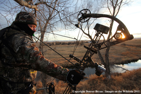 Bowhunter taking aim from tree stand. 