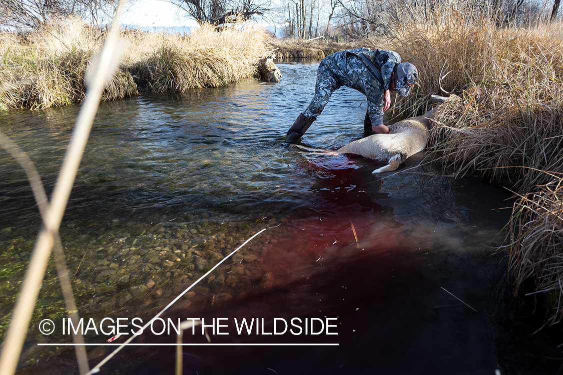 Bow hunter washing out field dressed white-tailed deer.