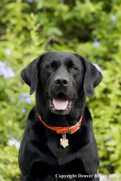 Black Labrador Retriever. 