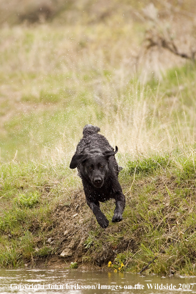 Black Labrador Retriever