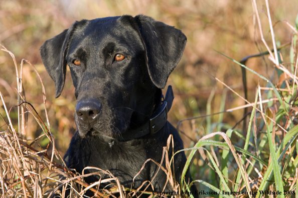 Black Labrador Retriever in field