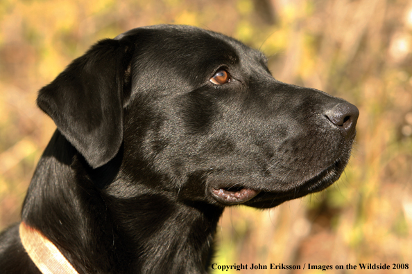 Black Labrador Retriever 