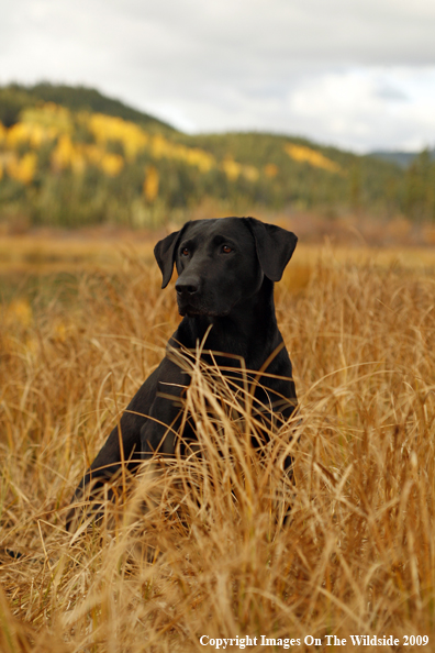 Black Labrador Retriever