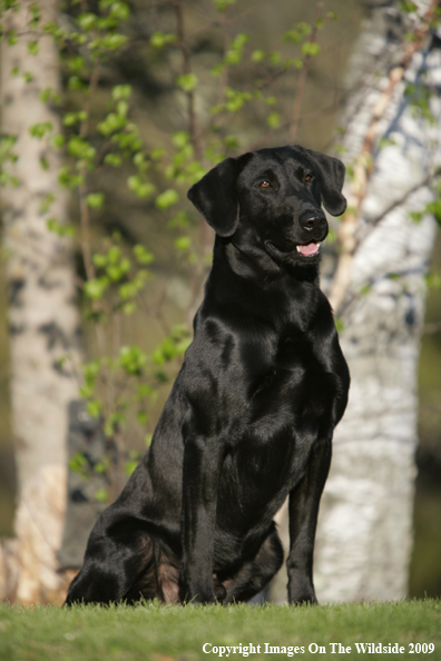 Black Labrador Retriever in field