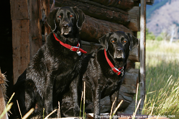 Black Labrador Retrievers in field