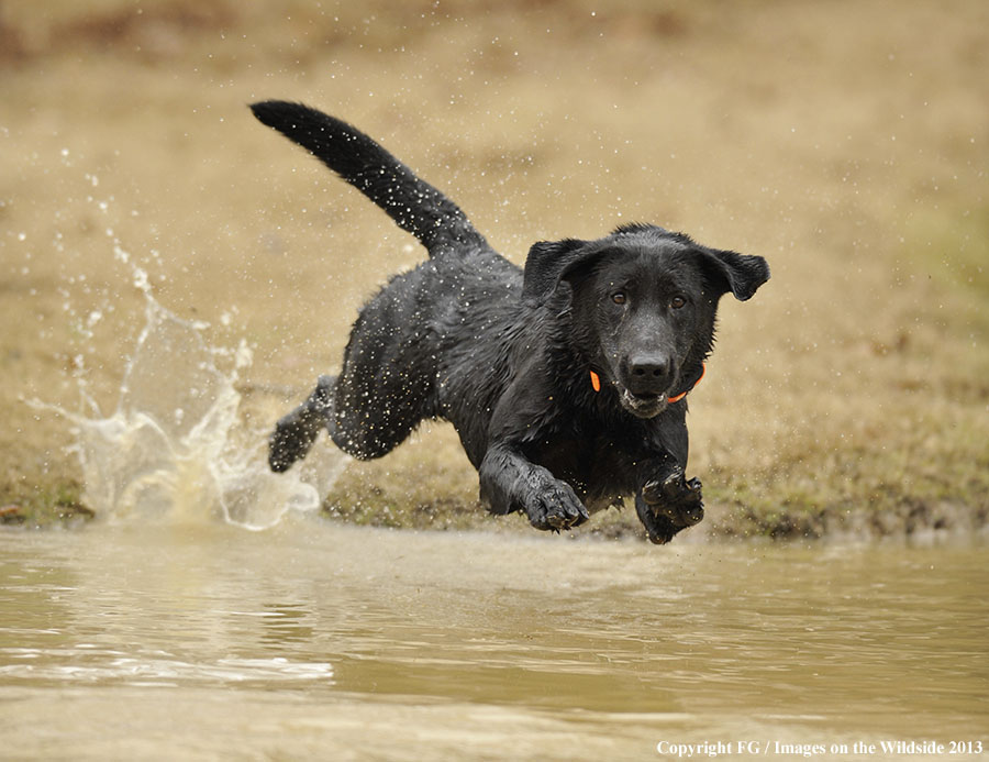 Black Labrador Retriever 