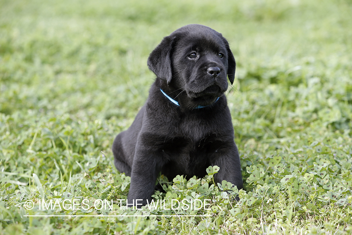 Black Labrador Retriever Puppy