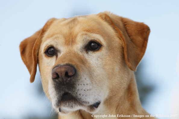 Yellow Labrador Retriever in field