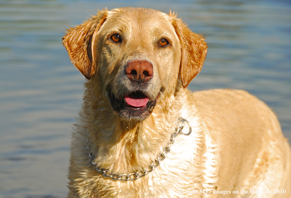 Yellow Labrador Retriever